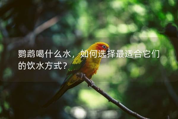鹦鹉喝什么水，如何选择最适合它们的饮水方式？