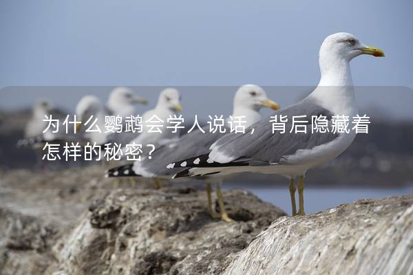 为什么鹦鹉会学人说话，背后隐藏着怎样的秘密？