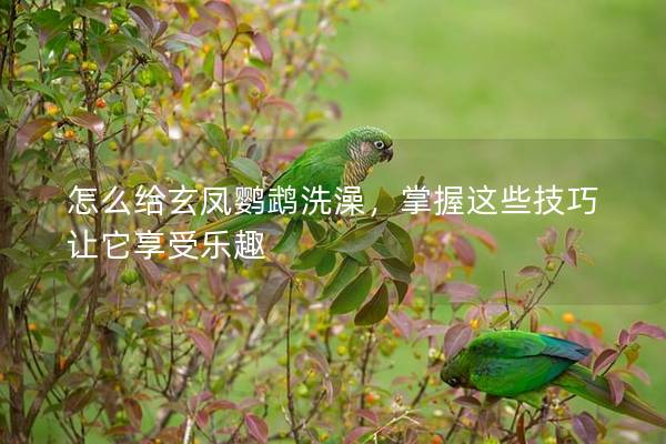怎么给玄凤鹦鹉洗澡，掌握这些技巧让它享受乐趣