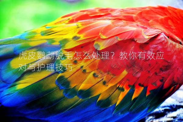 虎皮鹦鹉脱毛怎么处理？教你有效应对与护理技巧