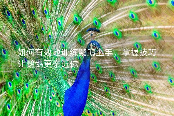 如何有效地训练鹦鹉上手，掌握技巧让鹦鹉更亲近你