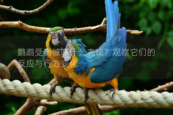 鹦鹉受到惊吓什么表现？观察它们的反应与行为变化