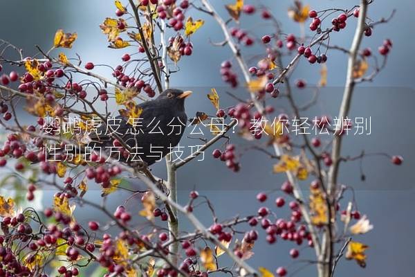 鹦鹉虎皮怎么分公母？教你轻松辨别性别的方法与技巧