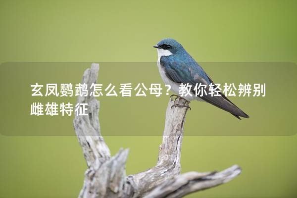 玄凤鹦鹉怎么看公母？教你轻松辨别雌雄特征