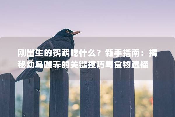 刚出生的鹦鹉吃什么？新手指南：揭秘幼鸟喂养的关键技巧与食物选择