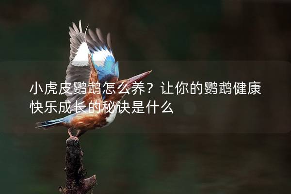 小虎皮鹦鹉怎么养？让你的鹦鹉健康快乐成长的秘诀是什么
