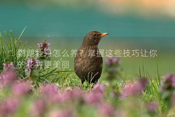 鹦鹉牡丹怎么养？掌握这些技巧让你的花卉更美丽