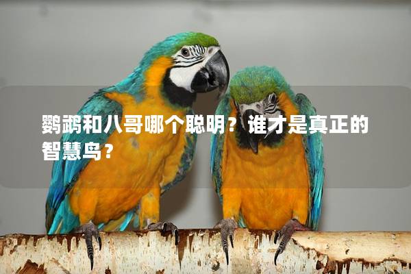 鹦鹉和八哥哪个聪明？谁才是真正的智慧鸟？
