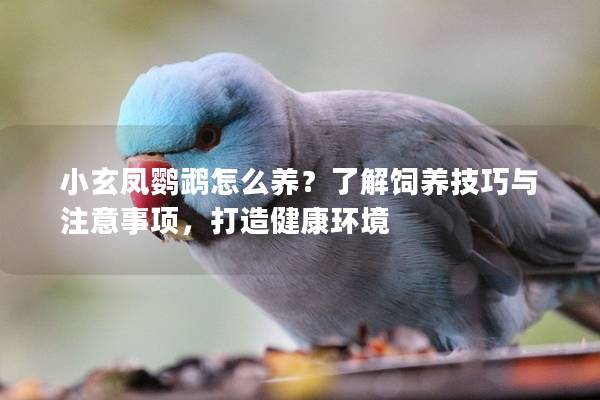 小玄凤鹦鹉怎么养？了解饲养技巧与注意事项，打造健康环境