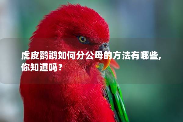 虎皮鹦鹉如何分公母的方法有哪些,你知道吗？