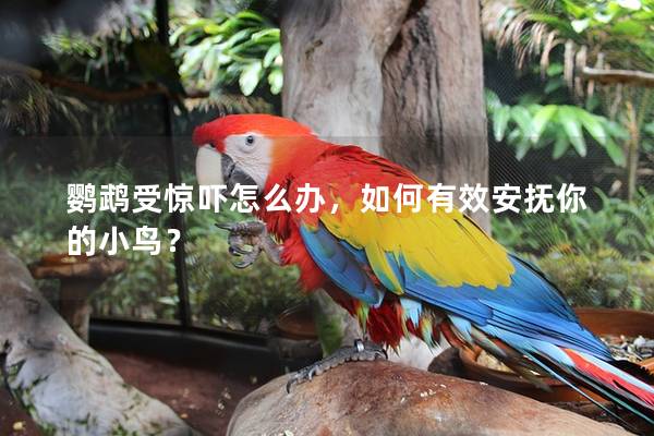 鹦鹉受惊吓怎么办，如何有效安抚你的小鸟？