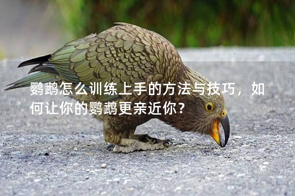 鹦鹉怎么训练上手的方法与技巧，如何让你的鹦鹉更亲近你？