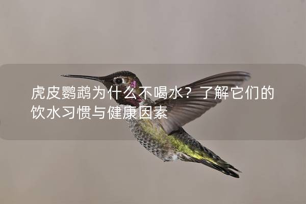 虎皮鹦鹉为什么不喝水？了解它们的饮水习惯与健康因素