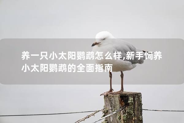 养一只小太阳鹦鹉怎么样,新手饲养小太阳鹦鹉的全面指南