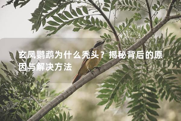 玄凤鹦鹉为什么秃头？揭秘背后的原因与解决方法