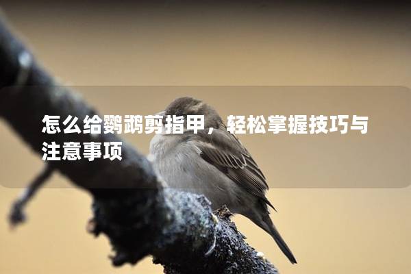 怎么给鹦鹉剪指甲，轻松掌握技巧与注意事项