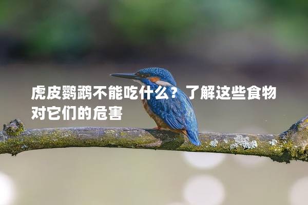 虎皮鹦鹉不能吃什么？了解这些食物对它们的危害