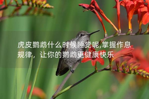 虎皮鹦鹉什么时候睡觉呢,掌握作息规律，让你的鹦鹉更健康快乐