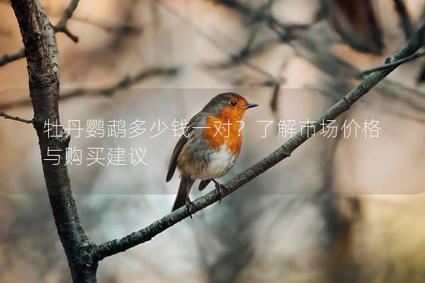 牡丹鹦鹉多少钱一对？了解市场价格与购买建议