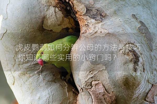 虎皮鹦鹉如何分辨公母的方法与技巧,你知道哪些实用的小窍门吗？