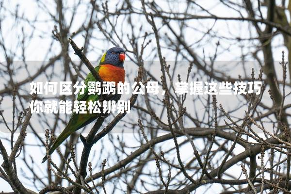 如何区分鹦鹉的公母，掌握这些技巧你就能轻松辨别