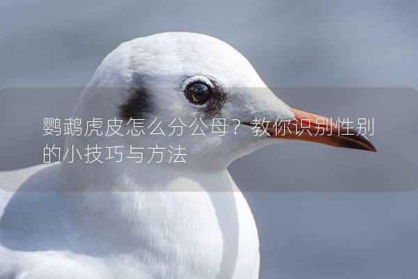 鹦鹉虎皮怎么分公母？教你识别性别的小技巧与方法
