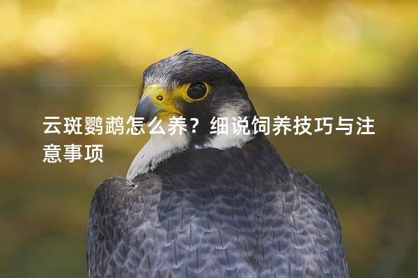 云斑鹦鹉怎么养？细说饲养技巧与注意事项