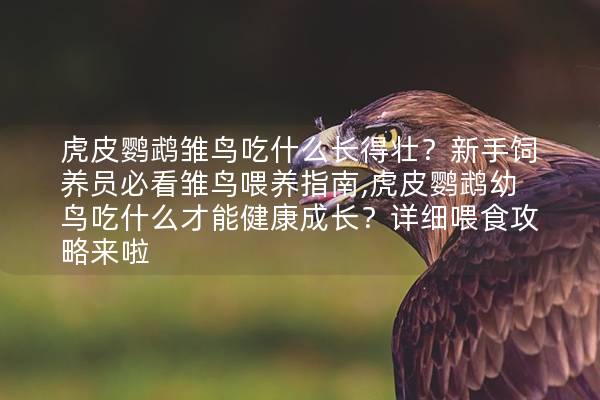 虎皮鹦鹉雏鸟吃什么长得壮？新手饲养员必看雏鸟喂养指南,虎皮鹦鹉幼鸟吃什么才能健康成长？详细喂食攻略来啦