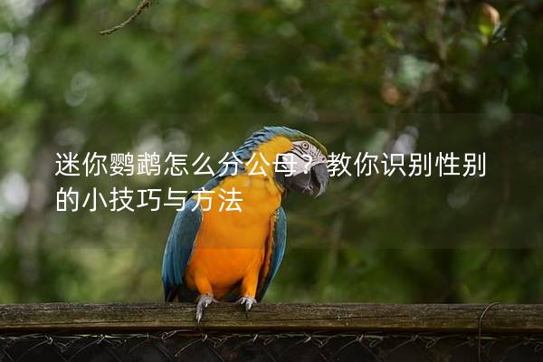 迷你鹦鹉怎么分公母？教你识别性别的小技巧与方法