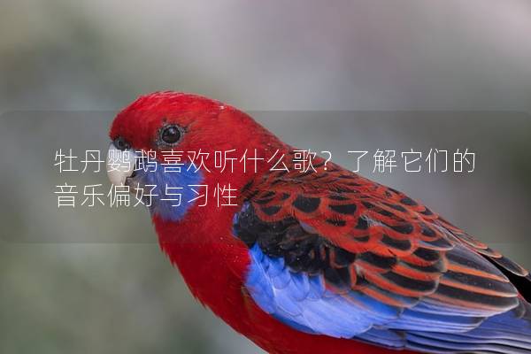 牡丹鹦鹉喜欢听什么歌？了解它们的音乐偏好与习性