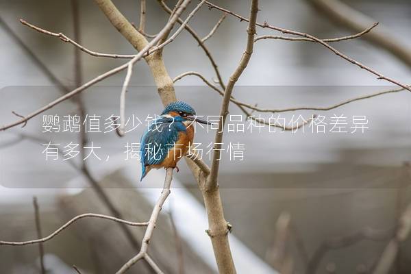 鹦鹉值多少钱？不同品种的价格差异有多大，揭秘市场行情