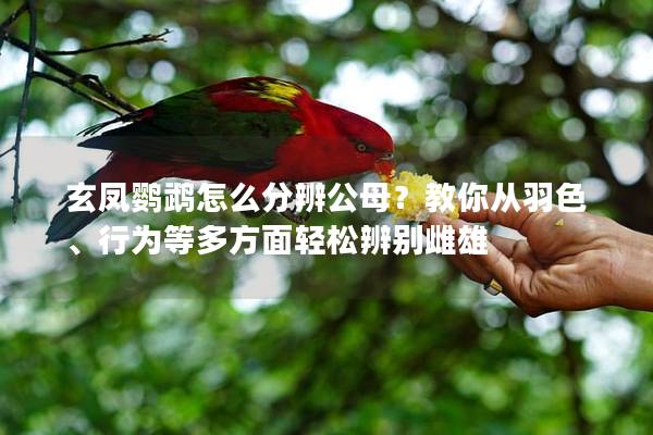 玄凤鹦鹉怎么分辨公母？教你从羽色、行为等多方面轻松辨别雌雄