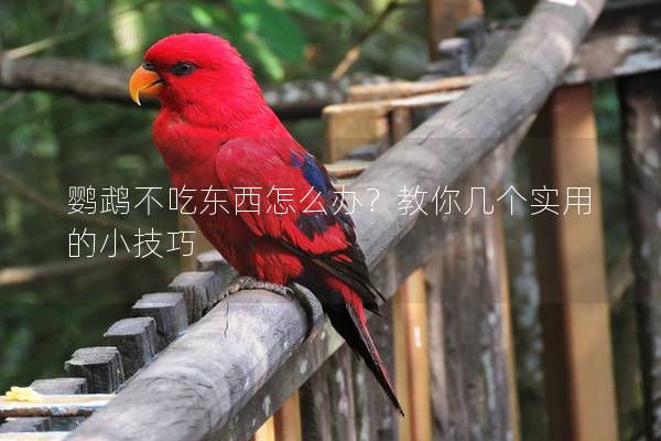 鹦鹉不吃东西怎么办？教你几个实用的小技巧