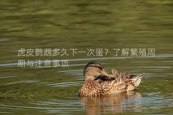虎皮鹦鹉多久下一次蛋？了解繁殖周期与注意事项