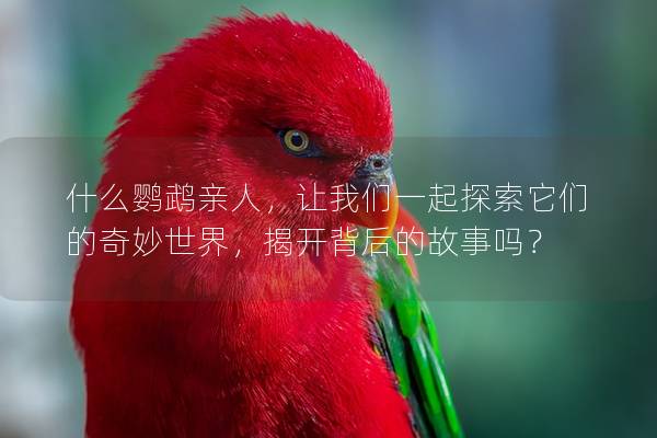 什么鹦鹉亲人，让我们一起探索它们的奇妙世界，揭开背后的故事吗？