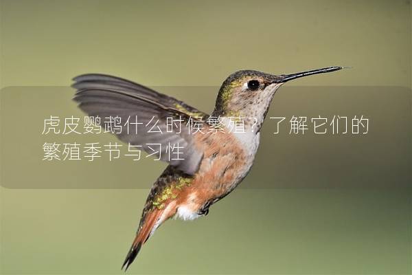 虎皮鹦鹉什么时候繁殖？了解它们的繁殖季节与习性