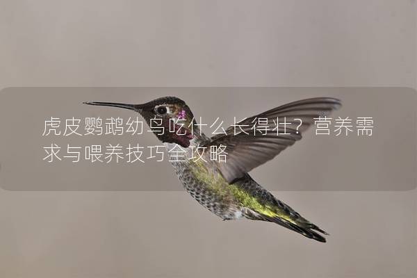 虎皮鹦鹉幼鸟吃什么长得壮？营养需求与喂养技巧全攻略