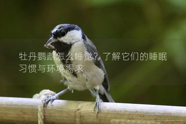 牡丹鹦鹉怎么睡觉？了解它们的睡眠习惯与环境需求