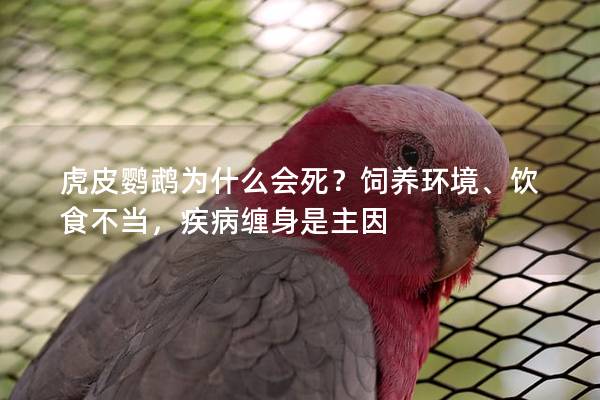 虎皮鹦鹉为什么会死？饲养环境、饮食不当，疾病缠身是主因