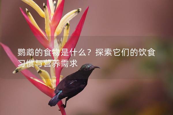 鹦鹉的食物是什么？探索它们的饮食习惯与营养需求