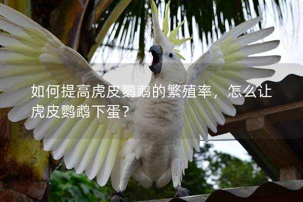 如何提高虎皮鹦鹉的繁殖率，怎么让虎皮鹦鹉下蛋？