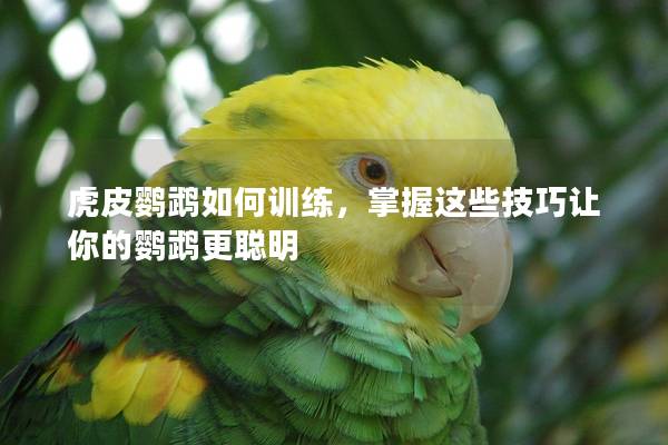 虎皮鹦鹉如何训练，掌握这些技巧让你的鹦鹉更聪明