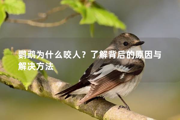 鹦鹉为什么咬人？了解背后的原因与解决方法