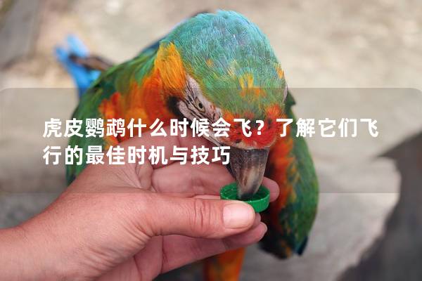 虎皮鹦鹉什么时候会飞？了解它们飞行的最佳时机与技巧