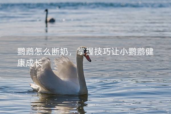 鹦鹉怎么断奶，掌握技巧让小鹦鹉健康成长