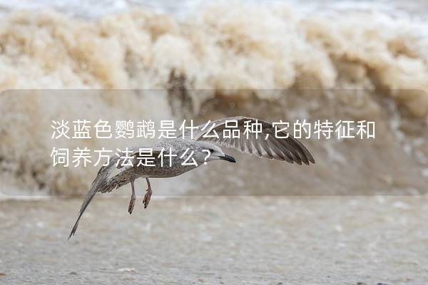 淡蓝色鹦鹉是什么品种,它的特征和饲养方法是什么？