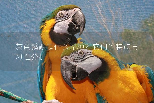 灰色鹦鹉是什么品种？它们的特点与习性分析