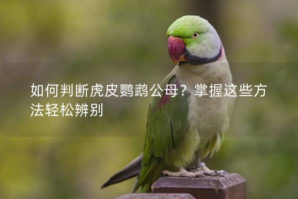 如何判断虎皮鹦鹉公母？掌握这些方法轻松辨别