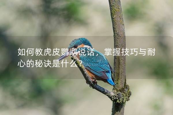 如何教虎皮鹦鹉说话，掌握技巧与耐心的秘诀是什么？