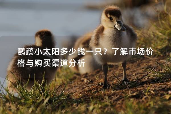 鹦鹉小太阳多少钱一只？了解市场价格与购买渠道分析